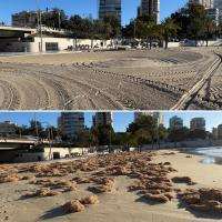 Alicante cancela mercadillos y actividades al aire libre este sábado por fuertes vientos