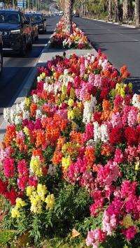Alicante da la bienvenida a la primavera con las primeras flores en la Explanada del litoral