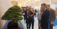 Alicante destaca como epicentro del arte milenario del bonsái en España