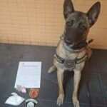 Policía Local desmantela dos operaciones de narcotráfico y incauta 210 gramos de cocaína en Alicante