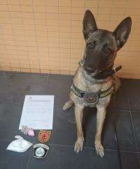 Policía Local desmantela dos operaciones de narcotráfico y incauta 210 gramos de cocaína en Alicante