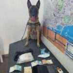 Detención de un hombre con 678 gramos de cocaína gracias a la perra Kata de la Unidad Canina de Policía
