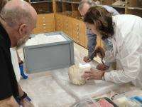 Investigación revela los orígenes del mármol en la Venus de Alicante